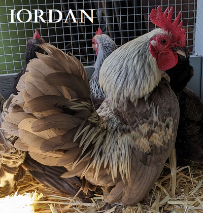 Chicken Iordan.png