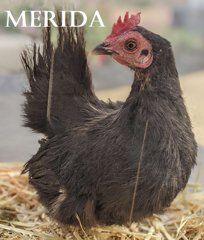 Chicken Merida.png