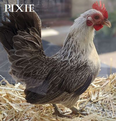 Chicken Pixie.png