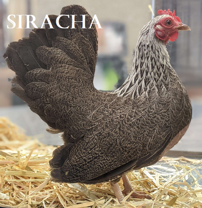Chicken Siracha.png