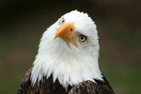 Bald eagle.jpg