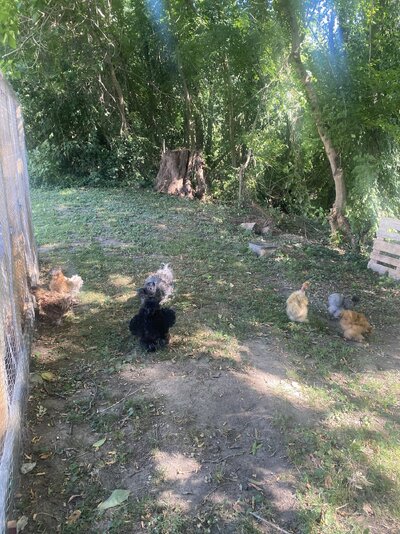 IMG_4585.jpeg IMG_4585.jpeg