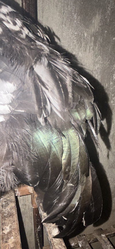 E0818EF9-2FDE-43B4-82F5-3DEE651696F5.png