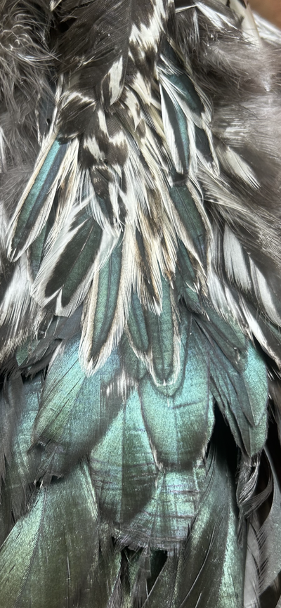72D3ED28-8D5B-4A9E-B2F8-197DB5757A93.png