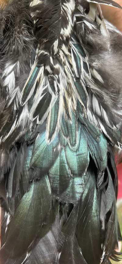 7E57BA72-118D-43D2-B494-ACD860AB87F4.png