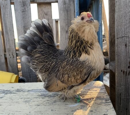 cropped_2022_fair_chicken_show_bantam_hen_1.jpg