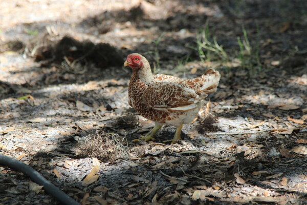 2022_fair_chicken_show_bantam_hen_3.jpg