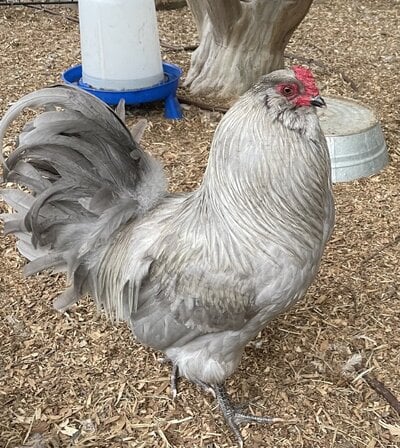 cropped_2022_fair_chicken_show_large_fowl_cock_1.jpg