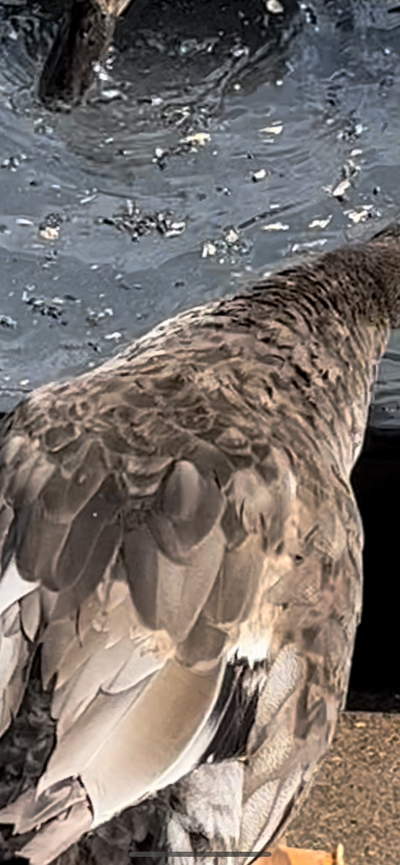 167A12B0-221B-478A-B4B0-F6886BAF1B5A.png