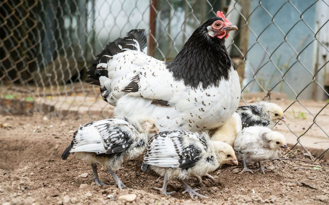 lakenvelder-chickens.jpg