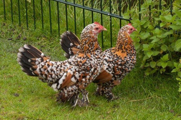 Booted_Bantam_-peting_zoo,_The_Hague,_Netherlands_-two-8a.jpg