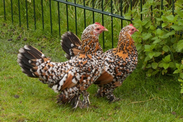 Booted_Bantam_-peting_zoo,_The_Hague,_Netherlands_-two-8a.jpg