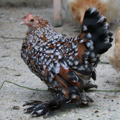 bantam_dutch_booted1.jpg