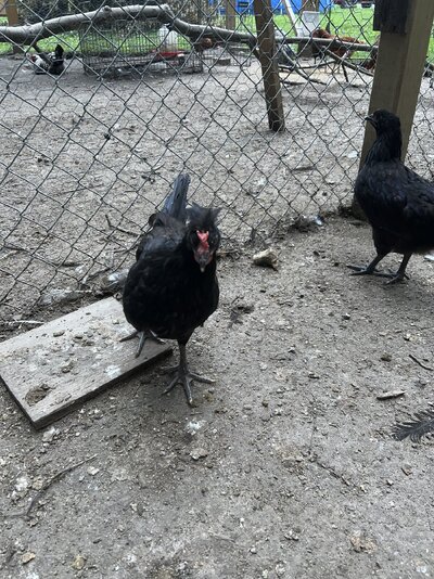 IMG_0748.jpeg