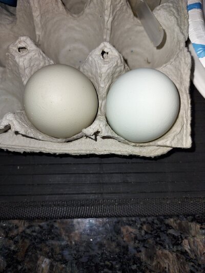 0713 Duo Eggs.jpg