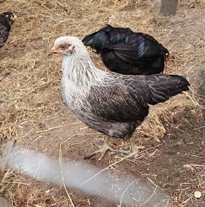 Ameraucana,.jpg