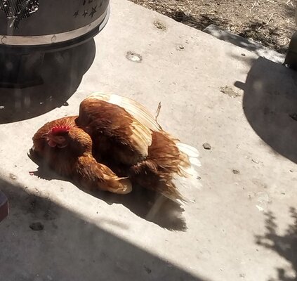 sunbathing chicken.jpg