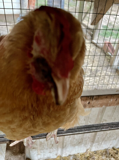 IMG_3794.jpeg