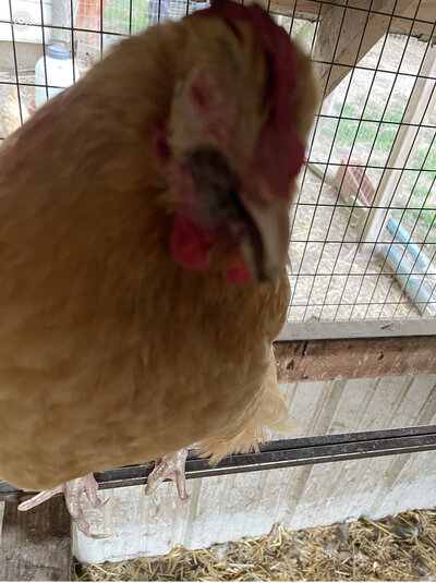 IMG_3793.jpeg