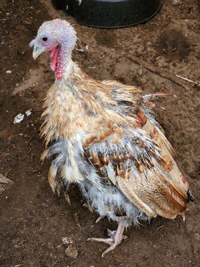 2022_landfowl_molt_1.jpg