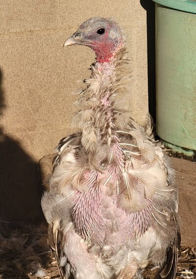 cropped_2022_landfowl_molt_2.jpg