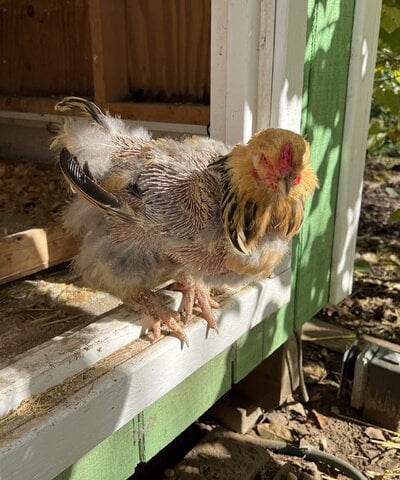 cropped_2021_molt_higginskzoo_3.jpeg