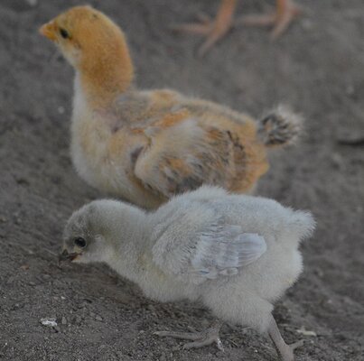 2 chicks 11 days.jpg