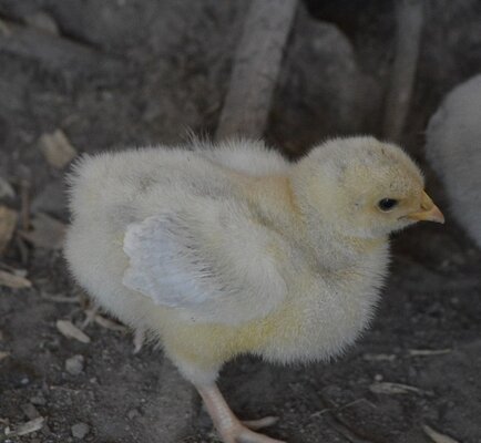 yellow chick 11 days old.jpg