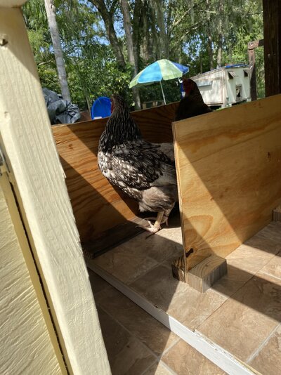 hen checking nesting box.jpeg