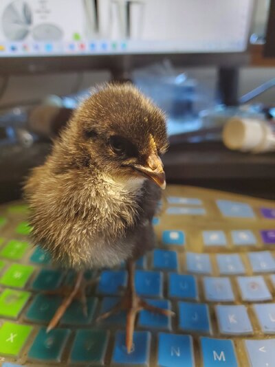 chick Black 7.25.23.jpg