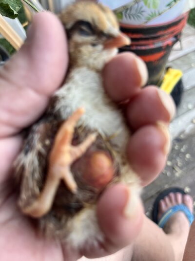 IMG_3759.jpeg