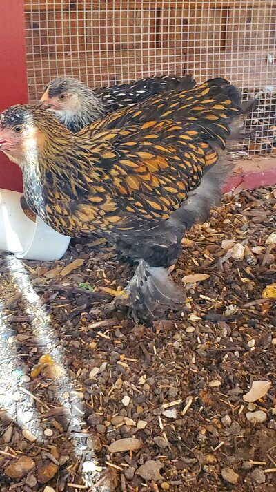 Cochin golden laced at 11 weeks #2.jpg