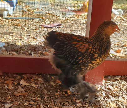 Cochin Golden laced at 11 weeks #3.png