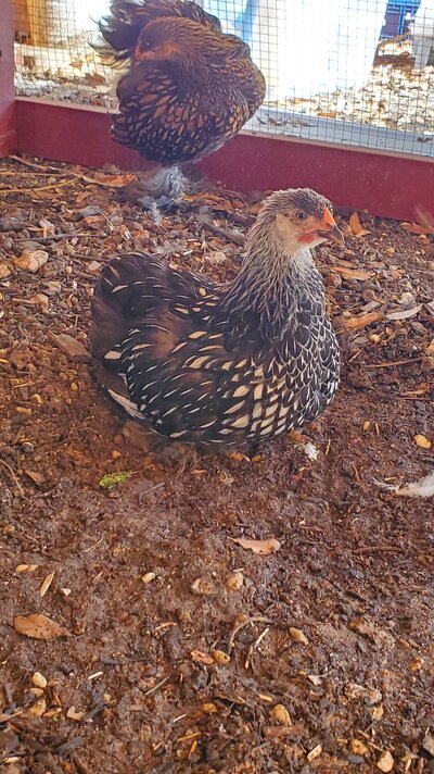 Cochin Silver laced at 11 weeks.jpg