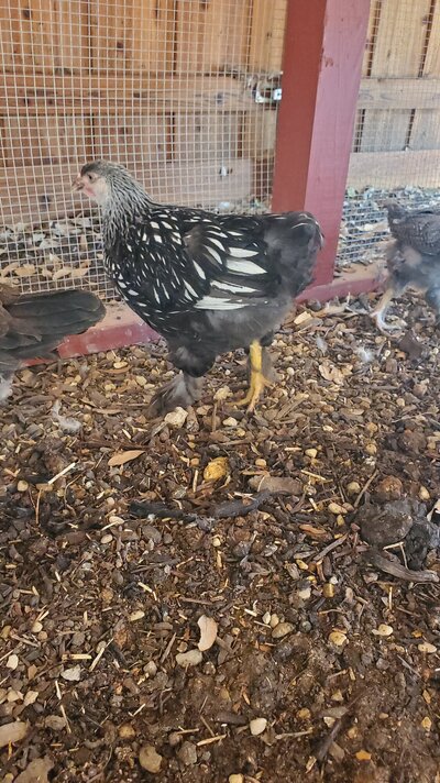 Cochin Silver Laced at 11 weeks #2.jpg