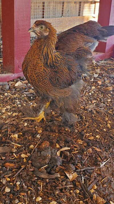 Cochin Partridge at 11 weeks #3.jpg