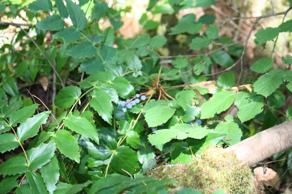 IMG_2467.JPG