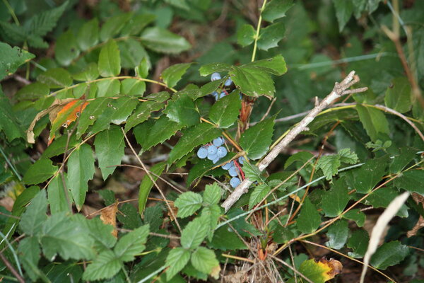 IMG_2469.JPG
