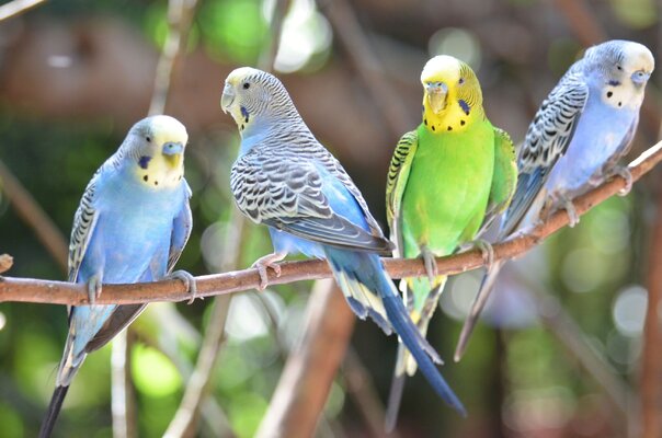 A Guide to Caring for Budgerigars