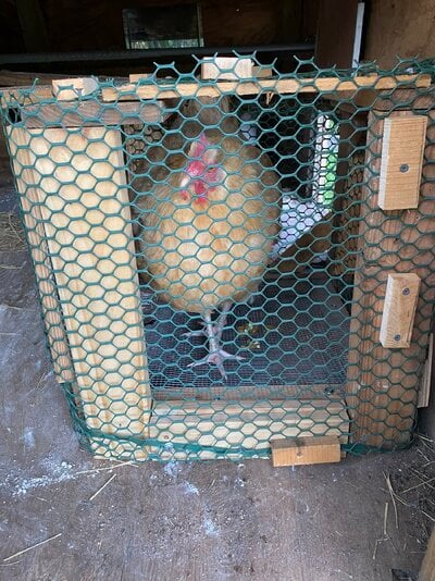 Broody Buff in chicken jail.jpeg