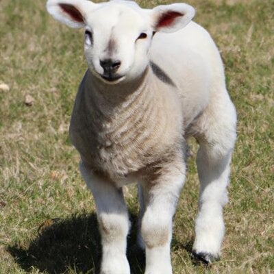 A white lamb with fluffy legs, the wool on the legs is 10 inches wide and snow white. The lamb...jpg