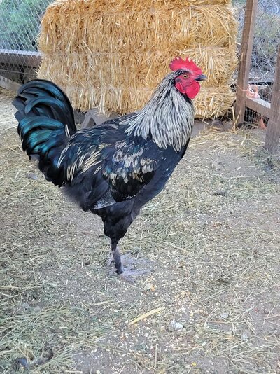 Rooster 'Flash' - Black Copper Marans X Silver Laced Wyandotte.jpg