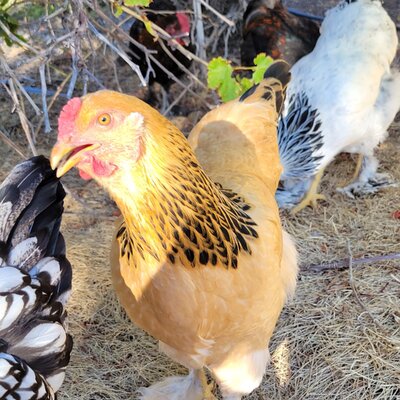 Broody Hen 'Nugget'.jpg