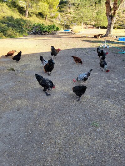 The chicken gang.jpg