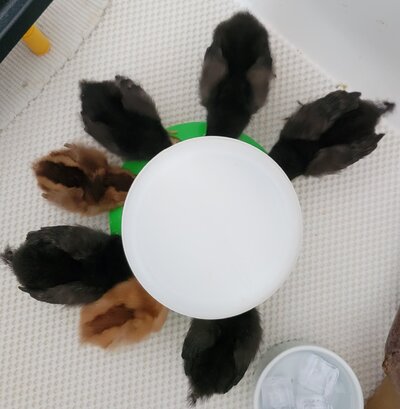Chicks 2023- 5 BCM mix, 2 EE.jpg