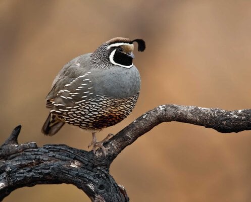 California-Quail-Callipepla-californica-The-Valley-Quail-Life-History.jpg