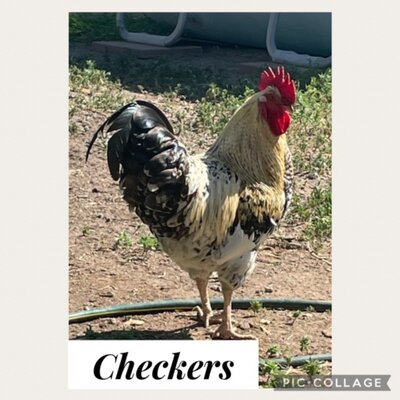 Checkers.jpg