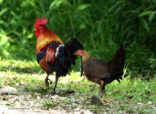 The Red Junglefowl (Gallus gallus)