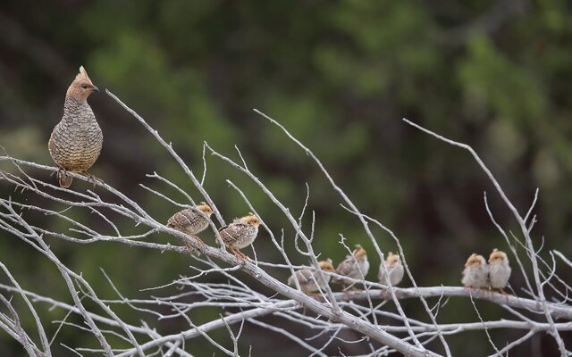 h_a1_3840_16_scaled-quail_danny_hancock_kk_adult-and-juveniles.jpg