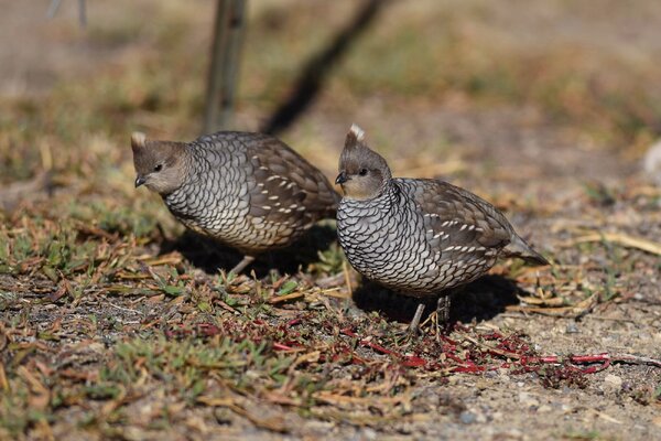 scaled-quail_002_fall_arizona_mikecharest_flickr_adults.jpg